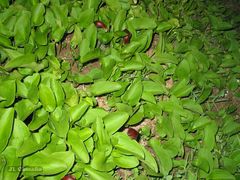 Arisarum