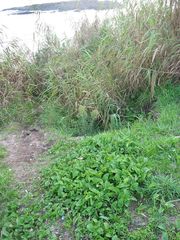 Arisarum