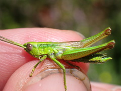 Euthystira brachyptera