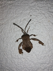 Petascelis
