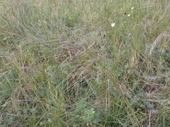 Stipa capillata
