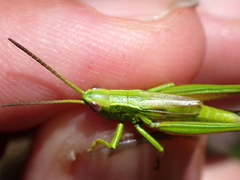 Euthystira brachyptera
