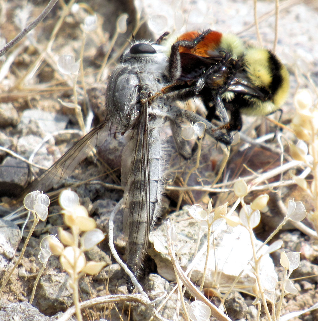 Southwestern Lion Fly