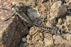 Promachus nigrialbus