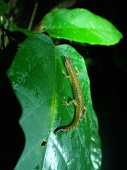 Northern Wet Tropics Shadeskink photo 3
