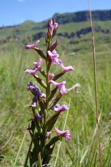 Disa stachyoides