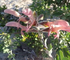 Salvia lanceolata