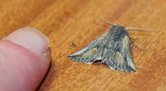 Drepanogynis anthracinata