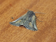 Drepanogynis anthracinata