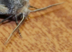 Drepanogynis anthracinata