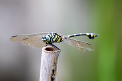 Ictinogomphus