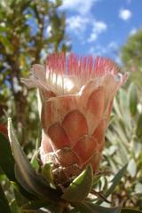 Protea subvestita