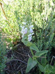 Stachys bolusii