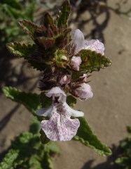 Stachys bolusii