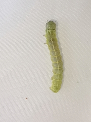 Brachylomia viminalis