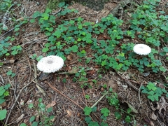 Leucoagaricus nympharum