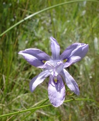 Moraea inclinata
