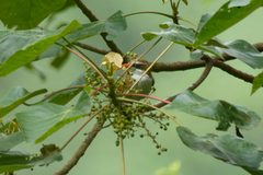 Pomatorhinus ochraceiceps