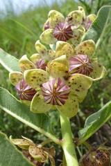Pachycarpus natalensis