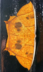 Thinopteryx nebulosa