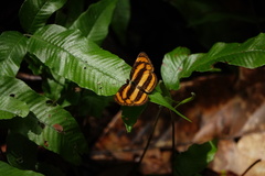 Pantoporia paraka