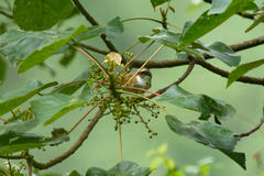 Pomatorhinus ochraceiceps