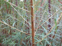 Empleurum unicapsulare