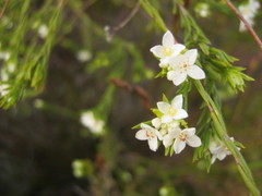 Lachnaea diosmoides