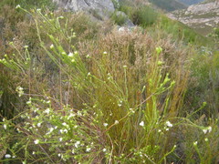 Lachnaea diosmoides