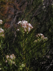 Serruria decipiens