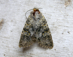 Polymixis xanthomista