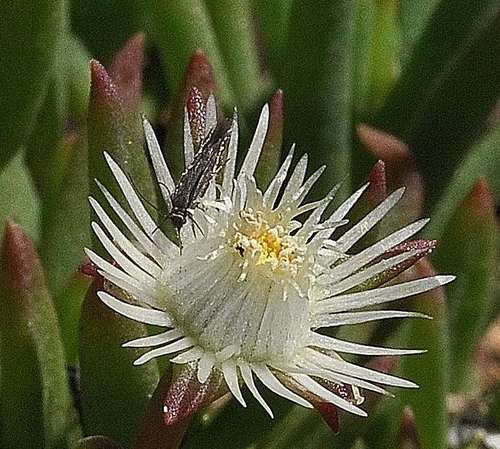 Delosperma crassuloides (Delosperma crassuloides)