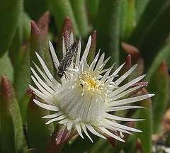 Delosperma crassuloides