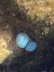 Polycitoridae