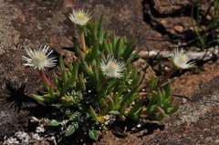 Delosperma crassuloides