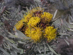 Leucospermum parile