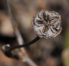 Delosperma crassuloides