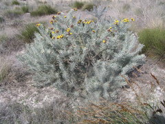 Leucospermum parile