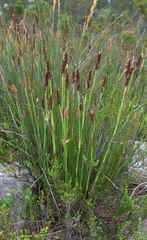 Elegia thyrsoidea