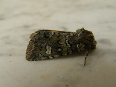 Olivenebula xanthochloris