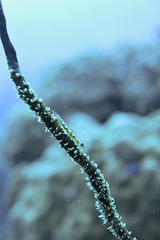 Bryaninops
