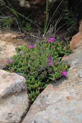 Delosperma lavisiae