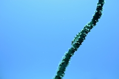 Bryaninops
