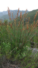 Elegia thyrsoidea