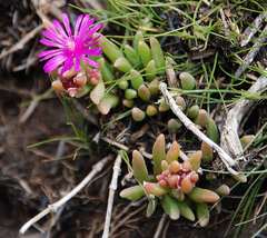 Delosperma lavisiae