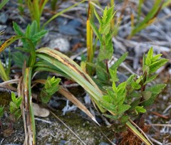 Scutellaria yezoensis
