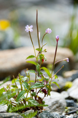 Epilobium collinum