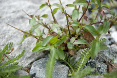 Epilobium collinum