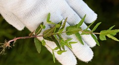 Scutellaria yezoensis
