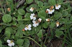 Diclis rotundifolia